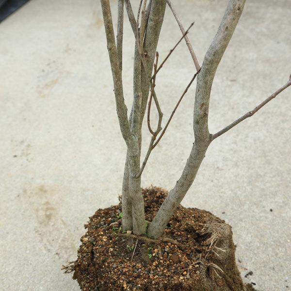 庭木：シラキ 白木 しらき* 樹高120cm 佐川急便発送 : 遊恵盆栽