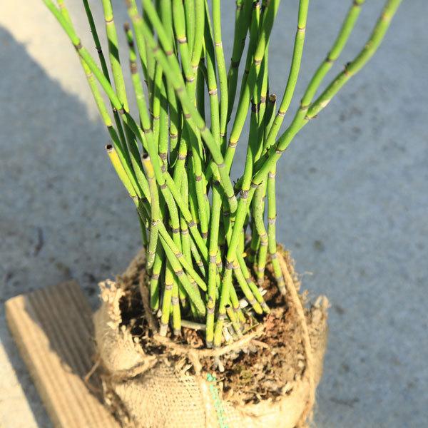 庭木 植木 苗：トクサ*とくさ 砥草 佐川急便 : 遊恵盆栽 Yahoo!店 - 通販 - Yahoo!ショッピング