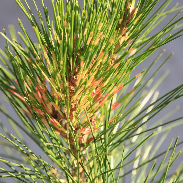 松　植木　庭木 庭木 植木 苗：紅孔雀松*ベニクジャクマツ 佐川急便 : 遊恵盆栽 Yahoo