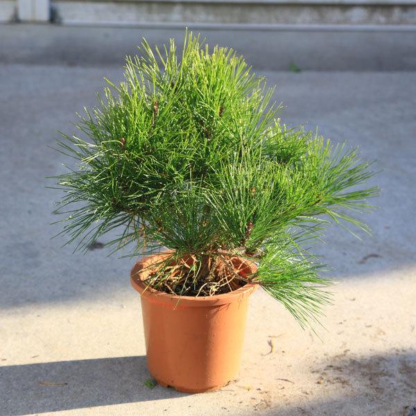 三河盆栽　天目松　(シダレアカマツ) 盆栽 庭木 植木 苗：天目松*テンモクショウ 枝垂れ赤松 佐川急便 : 遊恵盆栽