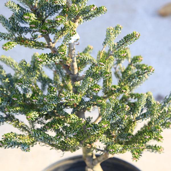 庭木 植木 苗：アビエスコレアナ シルバーショウ*小 現品をお届け 佐川