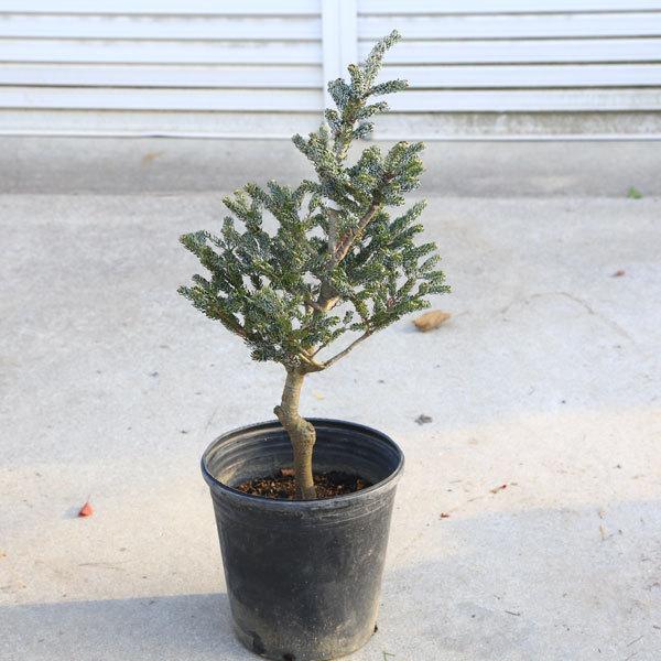 庭木 植木 苗：アビエスコレアナ シルバーショウ*小 現品をお届け 佐川