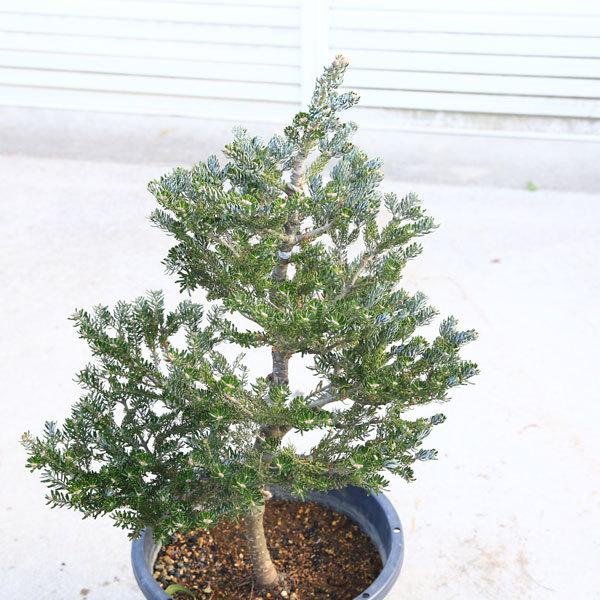 庭木 植木 苗：アビエスコレアナ シルバーショウ*大 現品をお届け 佐川
