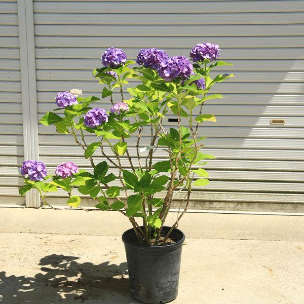 現品庭木・特大：紫陽花（あじさい）アジサイ 樹高80cm 写真の一点