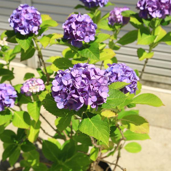 現品庭木・特大：紫陽花（あじさい）アジサイ 樹高80cm 写真の一点