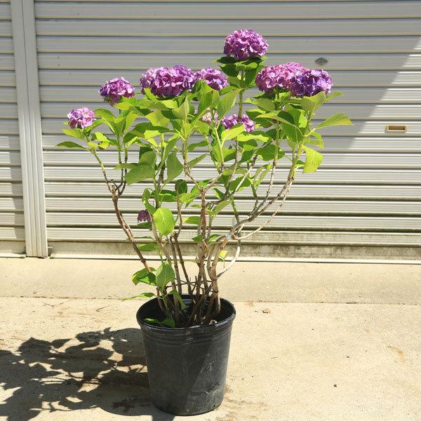 現品庭木・特大：紫陽花（あじさい）アジサイ 樹高80cm 写真の一点
