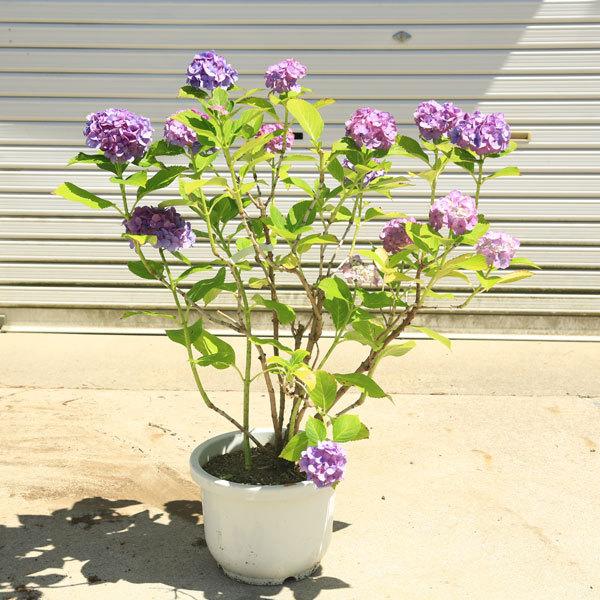現品庭木・特大：紫陽花（あじさい）アジサイ 樹高80cm 写真の一点