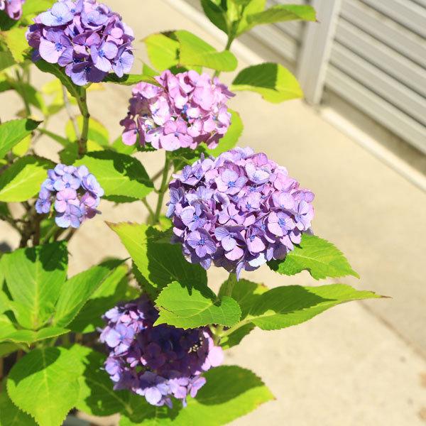現品庭木・特大：紫陽花（あじさい）アジサイ 樹高80cm 写真の一点