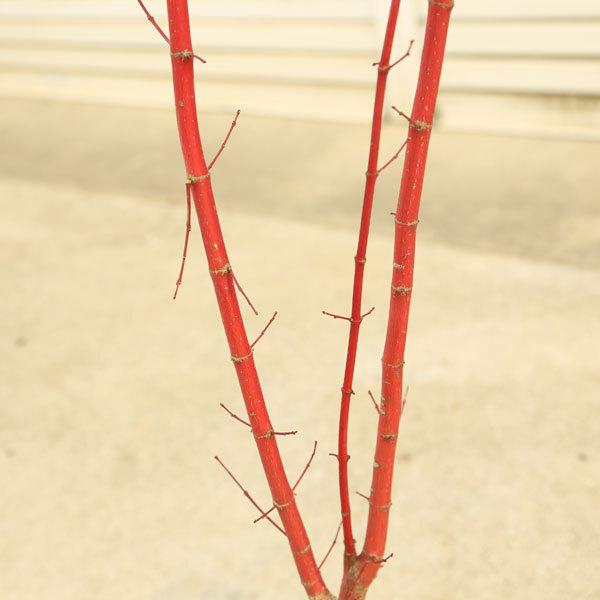 最も信頼できる 現品庭木 植木 サンゴカクもみじ 珊瑚閣 紅葉 現品限り 佐川急便発送 樹高125ｃｍ 落葉樹 配達時間のご指定はできません はい 了解です Portalcultura Net Br