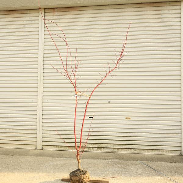 即納 大特価 現品庭木 植木 サンゴカクもみじ 珊瑚閣 紅葉 現品限り 佐川急便発送 樹高160ｃｍ 落葉樹 配達時間のご指定はできません はい 了解です Portalcultura Net Br