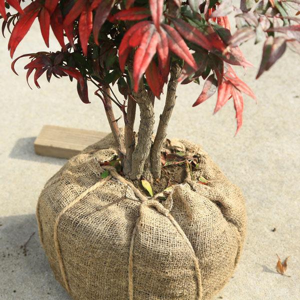 庭木 植木：折鶴南天* おりづるなんてん 現品1番 根巻き 佐川急便
