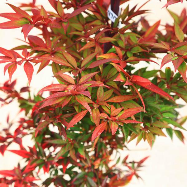 庭木 植木：折鶴南天* おりづるなんてん 現品1番 根巻き 佐川急便