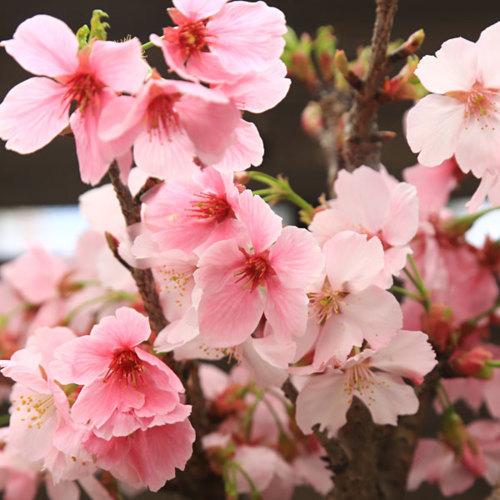 庭木 植木:陽光桜*ようこうざくら サクラ さくら 佐川急便 庭木 植木:陽光桜*ようこうざくら サクラ さくら 佐川急便