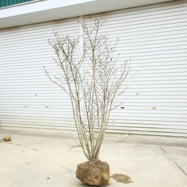 庭木 植木：特選 男ヨウゾメ 大株*現品をお届け オトコヨウゾメ おとこ