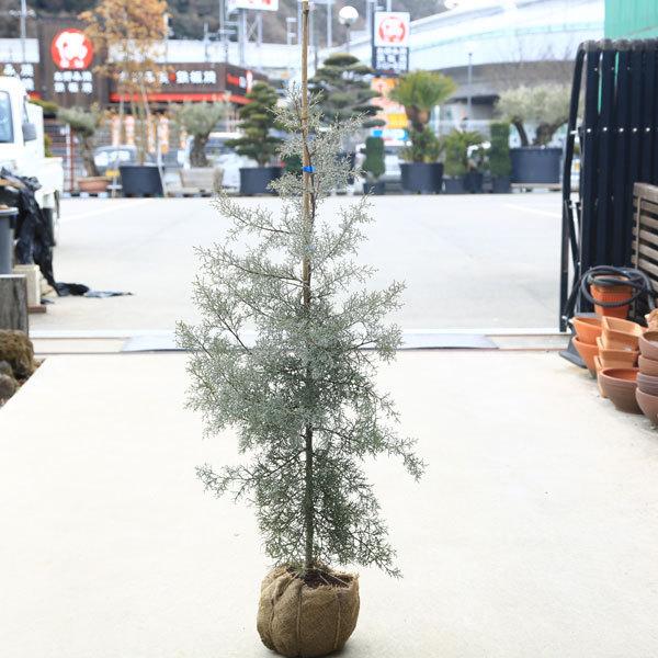 1980円 お気に入りの 庭木 植木 コニファー ブルーアイス 佐川急便