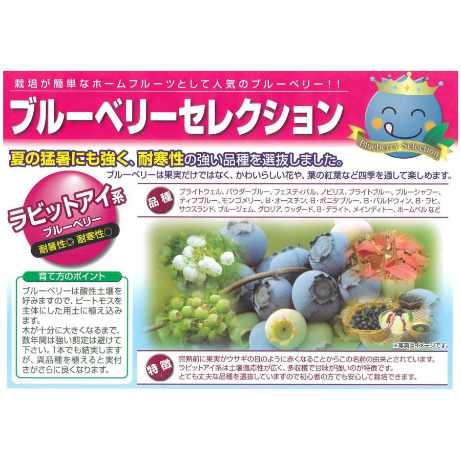 庭木 植木 果樹 品種選べる ブルーベリー ラビットアイ系 佐川急便 N1922v 遊恵盆栽 Yahoo 店 通販 Yahoo ショッピング