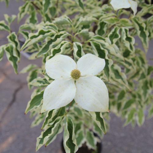 庭木 植木：ヤマボウシ（ウルフアイ）斑入り葉ヤマボウシ 白花*佐川