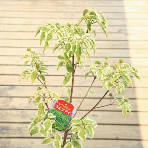 庭木 植木：ヤマボウシ（ウルフアイ）斑入り葉ヤマボウシ 白花*佐川