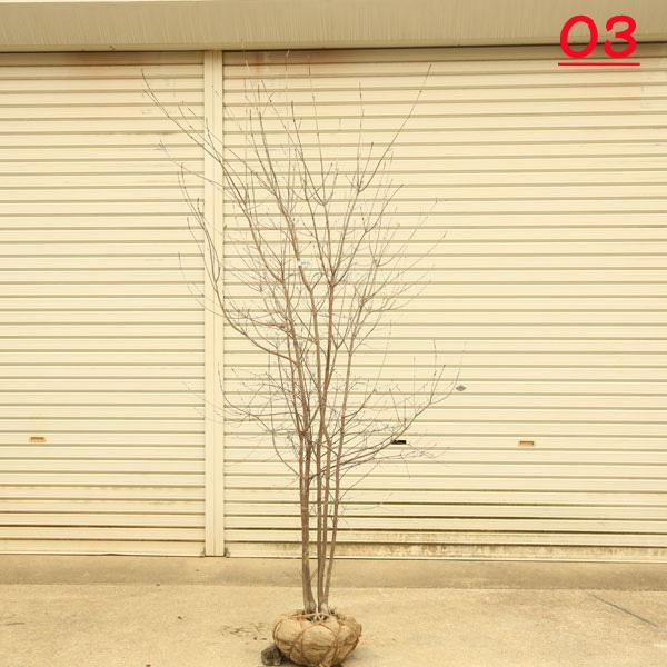 庭木：ヤマボウシ 現品*(山法師)やまぼうし（白花）株立ち 樹高約