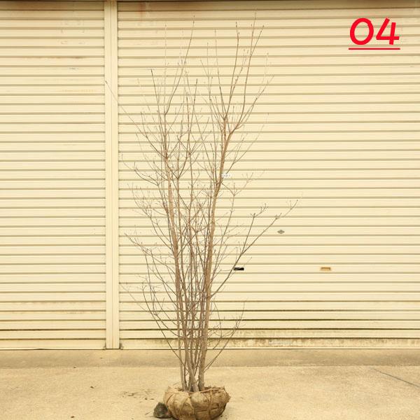 庭木：ヤマボウシ 現品*(山法師)やまぼうし（白花）株立ち 樹高約