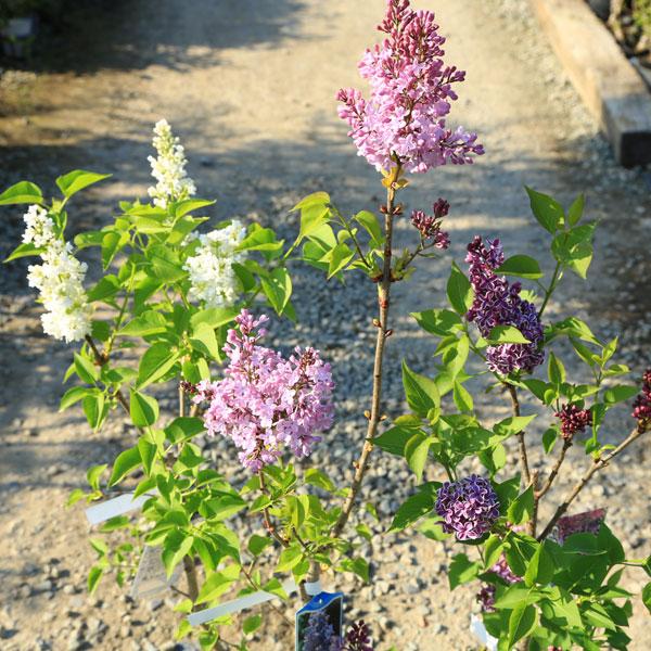 庭木 植木 花木：ライラック*花色選べます リラの木 : 遊恵盆栽 Yahoo