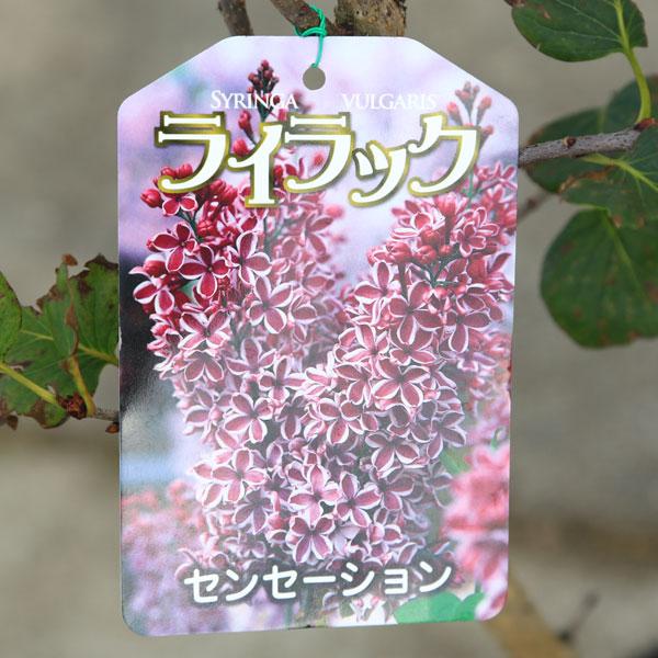 (^_-)-　セール　花木　　ライラック 　　№7 庭木 植木 花木：ライラック*花色選べます リラの木 : 遊恵盆栽 Yahoo