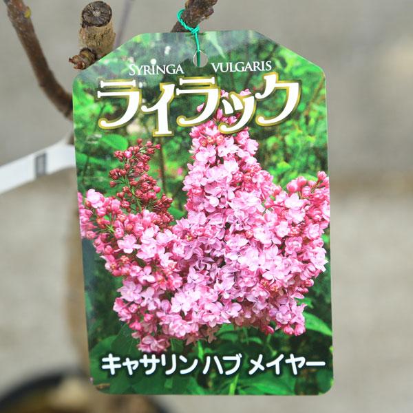 庭木 植木 花木：ライラック*花色選べます リラの木 : 遊恵盆栽 Yahoo