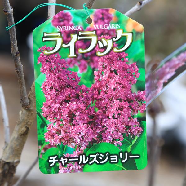 庭木 植木 花木：ライラック*花色選べます リラの木 : 遊恵盆栽 Yahoo