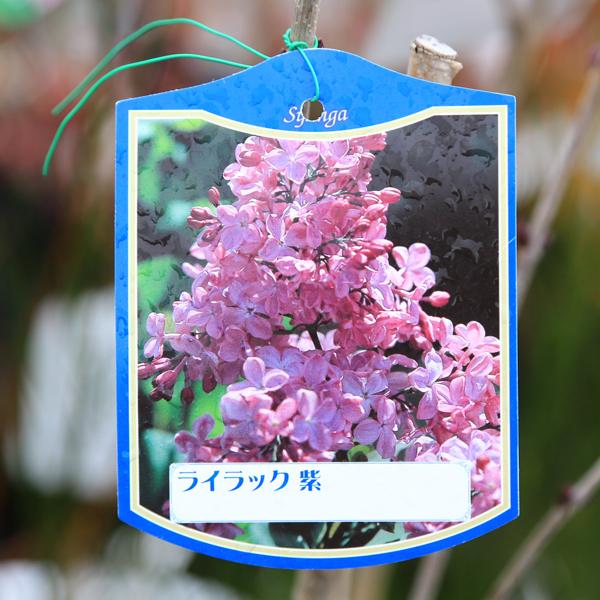 (^_-)-　セール　花木　　ライラック 　　№7 _-)- セール 花木 ライラック №7 園芸ネット本店｜花木 庭木の苗