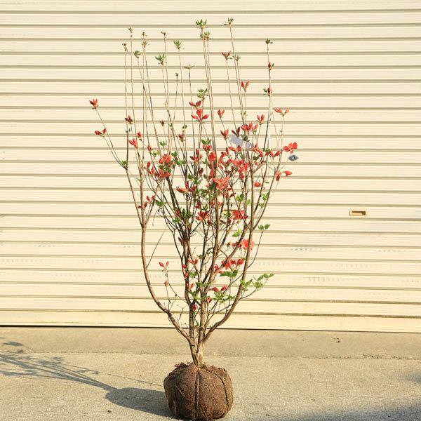 庭木 植木 花木：山つつじ*山躑躅 ヤマツツジ 佐川急便 : 遊恵盆栽