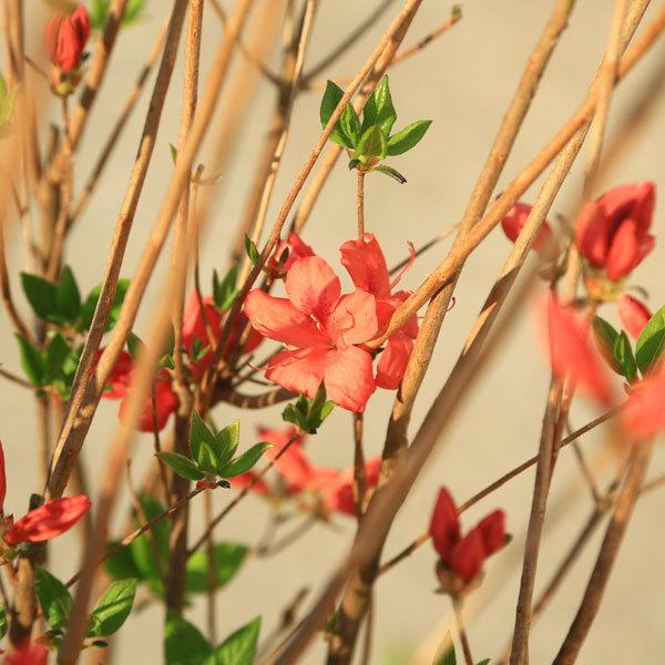 庭木 植木 花木：山つつじ*山躑躅 ヤマツツジ 佐川急便 : 遊恵盆栽