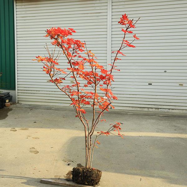 庭木 植木 大人気品種！：コハウチワカエデ（もみじ）*モミジ 樹高