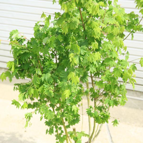 庭木 植木 大人気品種！：コハウチワカエデ（もみじ）モミジ 樹高