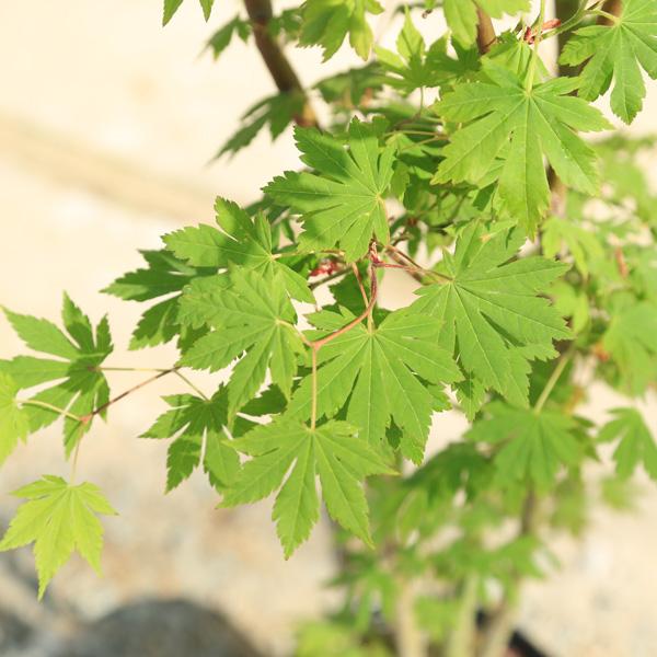 庭木 植木 大人気品種！：コハウチワカエデ（もみじ）モミジ 樹高