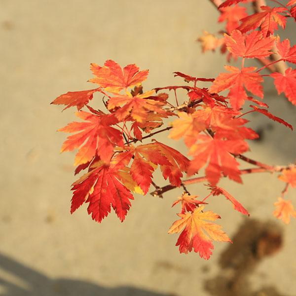 庭木 植木 大人気品種！：コハウチワカエデ（もみじ）モミジ 樹高