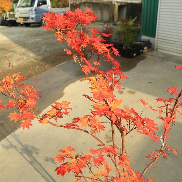 庭木 植木 大人気品種！：コハウチワカエデ（もみじ）モミジ 樹高