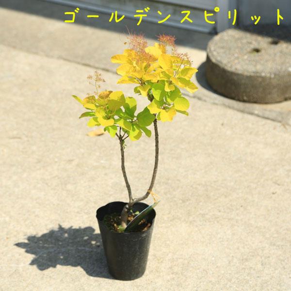 庭木・植木：スモークツリー4種（ご希望の色をお選びください) : 遊恵