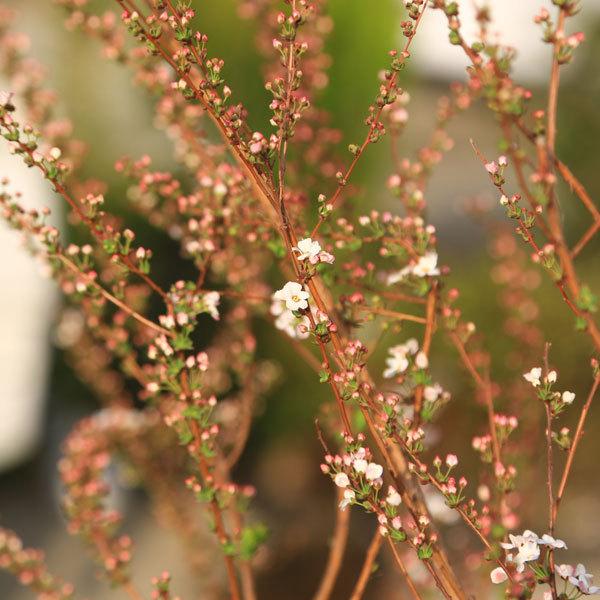 庭木 植木 ピンクユキヤナギ 桃色雪柳 特大 樹高150ｃｍ 佐川急便発送 N1950v 遊恵盆栽 Yahoo 店 通販 Yahoo ショッピング