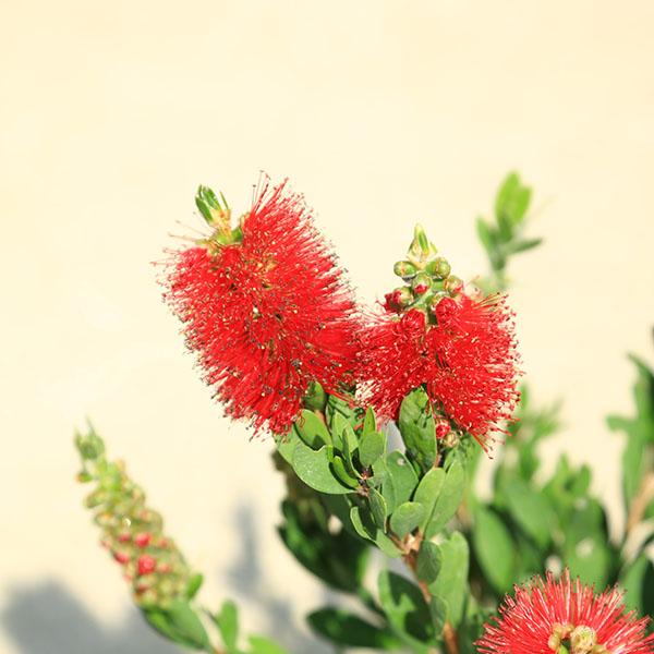 庭木・植木：ブラシの木(赤花) カリステモン キンポウジュ ポット苗