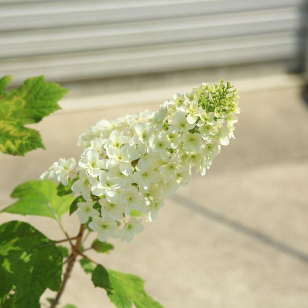 庭木・植木：カシワバアジサイ（柏葉紫陽花）（八重咲き