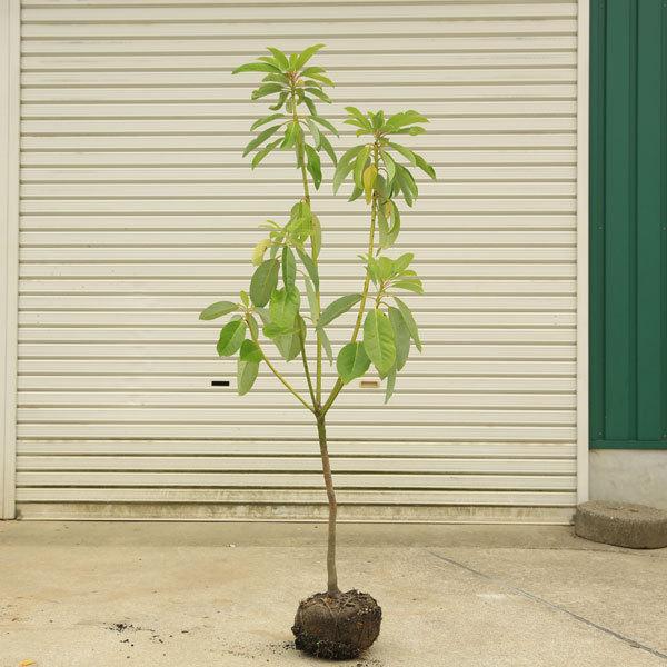 庭木　植木　縁起良し：ユズリハ　ゆずりは　譲り葉*樹高120ｃｍ　佐川急便発送｜y-bonsai
