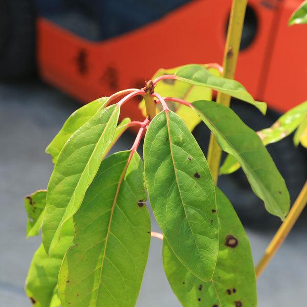 庭木 植木 縁起良し：ユズリハ* ゆずりは 譲り葉 樹高120cm 佐川急便
