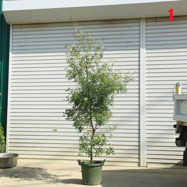 現品庭木　植木：サマークリスマスブッシュ*樹高 約160ｃｍ　全高 約180ｃｍ　佐川大型商品発送