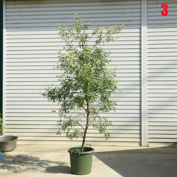 現品庭木　植木：サマークリスマスブッシュ*樹高 約160ｃｍ　全高 約180ｃｍ　佐川大型商品発送 