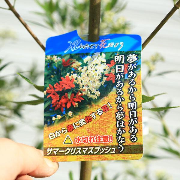 現品庭木　植木：サマークリスマスブッシュ*樹高 約160ｃｍ　全高 約180ｃｍ　佐川大型商品発送 