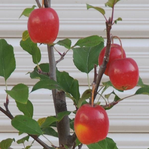 最大72 オフ 庭木 植木 果樹 長寿りんご 長寿リンゴ 6号 リンゴの木 林檎 Aynaelda Com