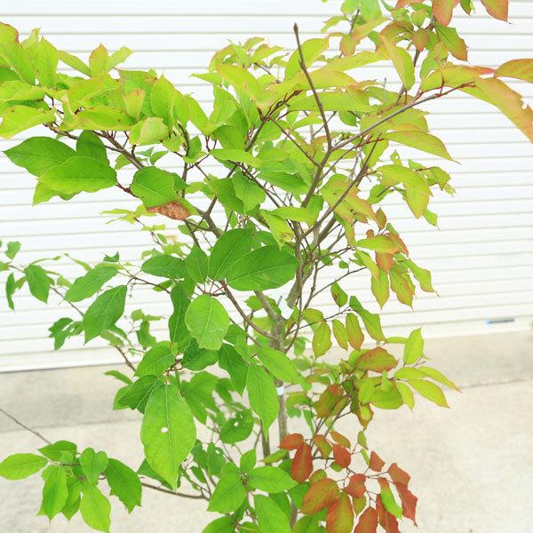 送料無料 庭木：シラキ（白木）しらき 樹高130cm 現品限り！ 佐川