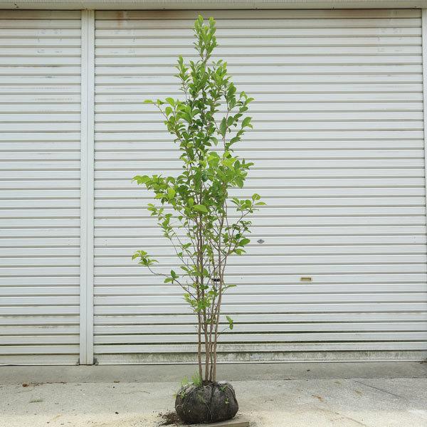 庭木 植木：夏椿（なつつばき）シャラの木 現品限り！ 樹高170cm 全高190cm*佐川急便 : 遊恵盆栽 Yahoo!店 - 通販 ...