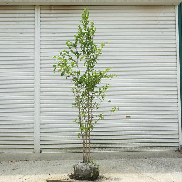 庭木 植木：夏椿（なつつばき）シャラの木 現品限り！ 樹高170cm