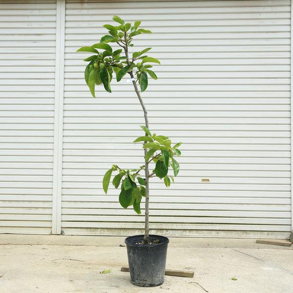 果樹 庭木 21年レディースファッション福袋特集